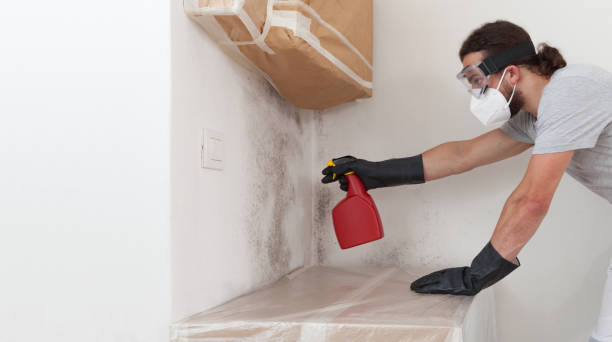 Professional Basement Mold Removal technician working in West Newton, PA