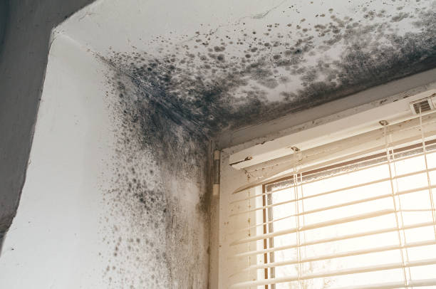 Affordable Basement Mold Removal solutions in West Newton, PA